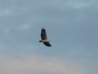 Eagle flying.JPG (116 KB)